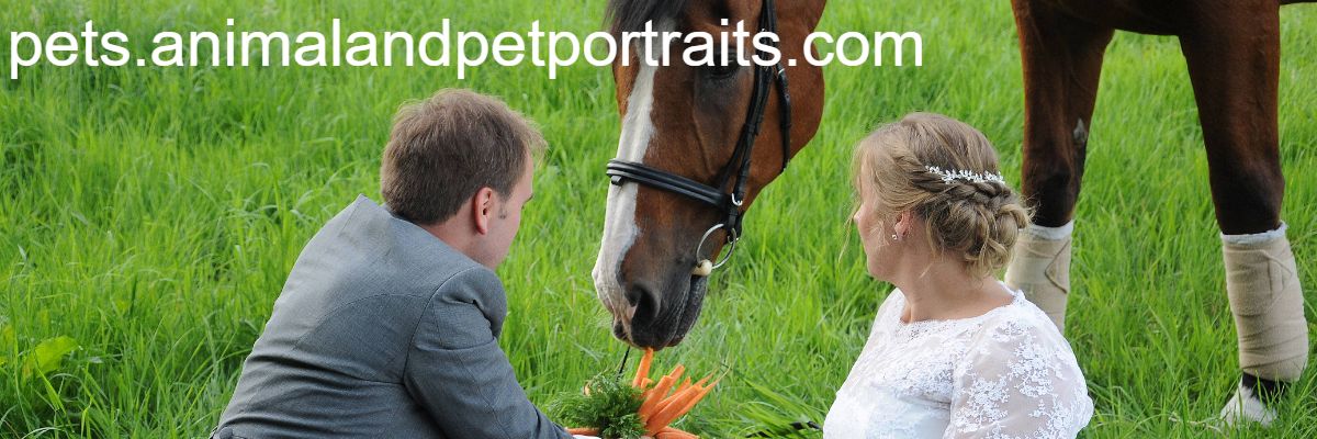 pets.animalandpetportraits.com